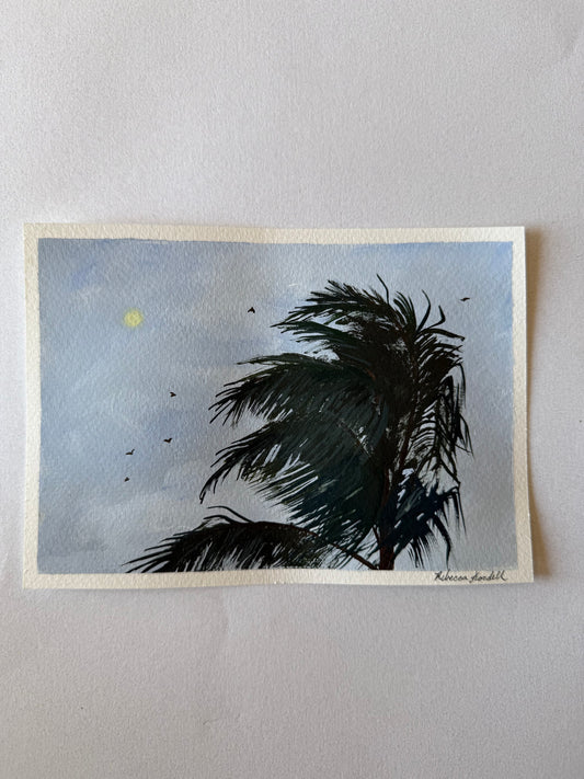 Kaua’i Nights